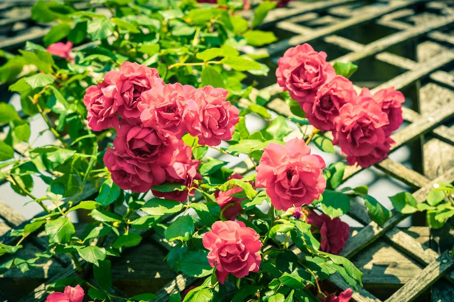 how to grow vines on wall