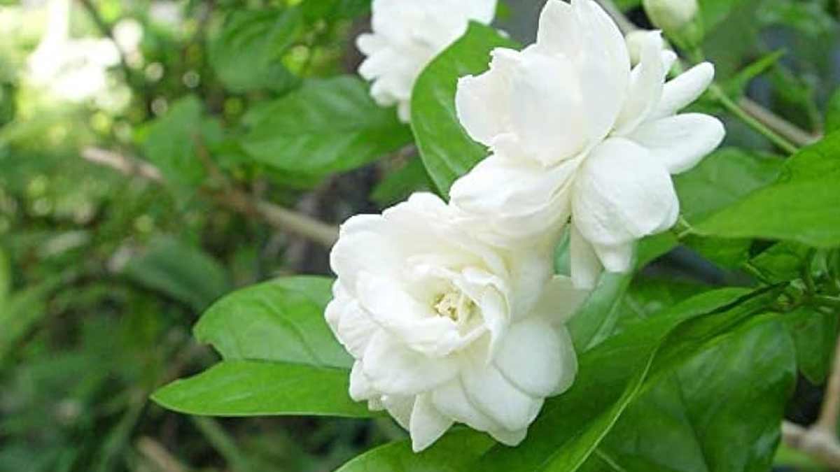 how to make jaimine plant flourish