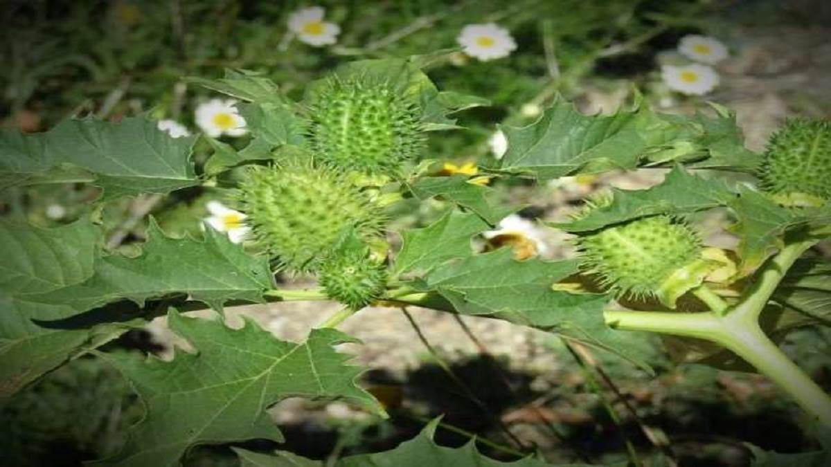 mahashivratri plants at home for money