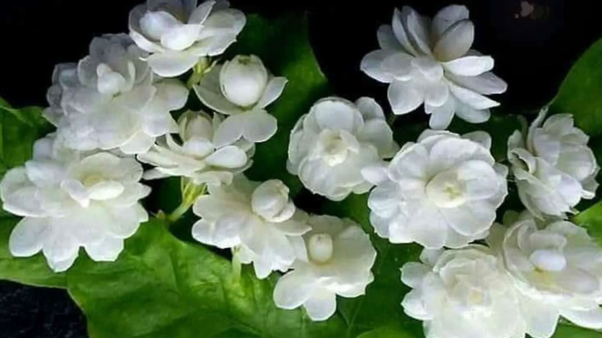 mahashivratri plants at home