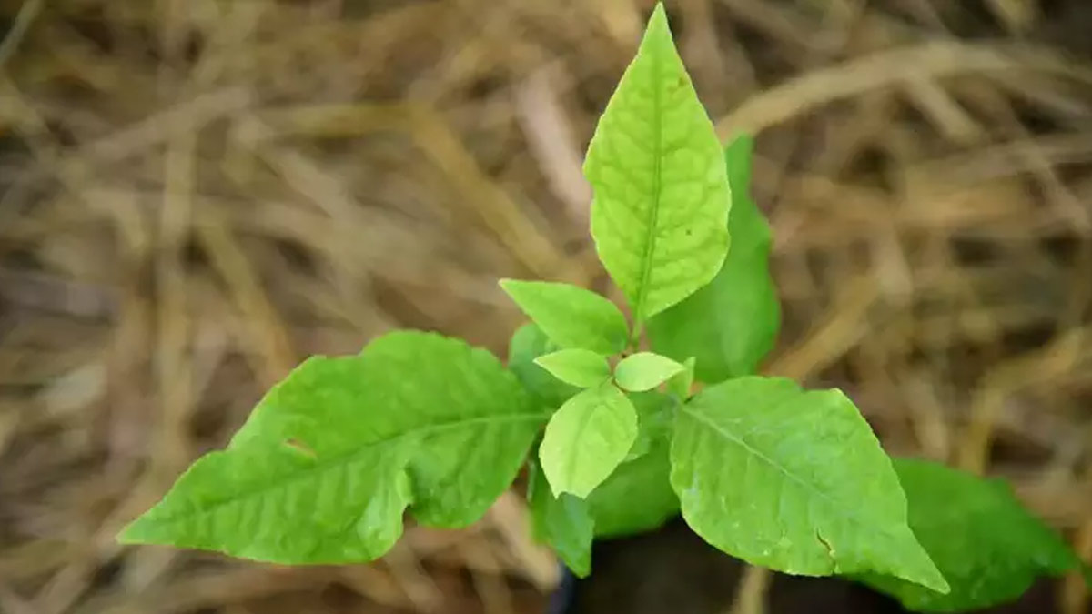 mahashivratri plants for home