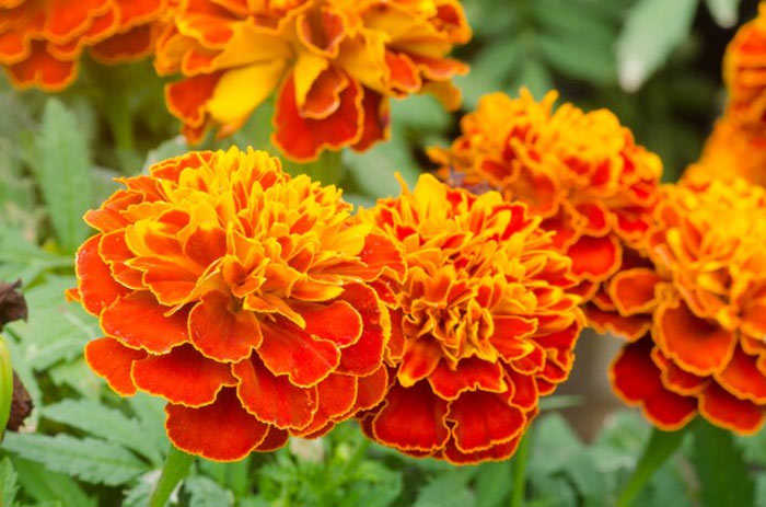 new marigold varieties
