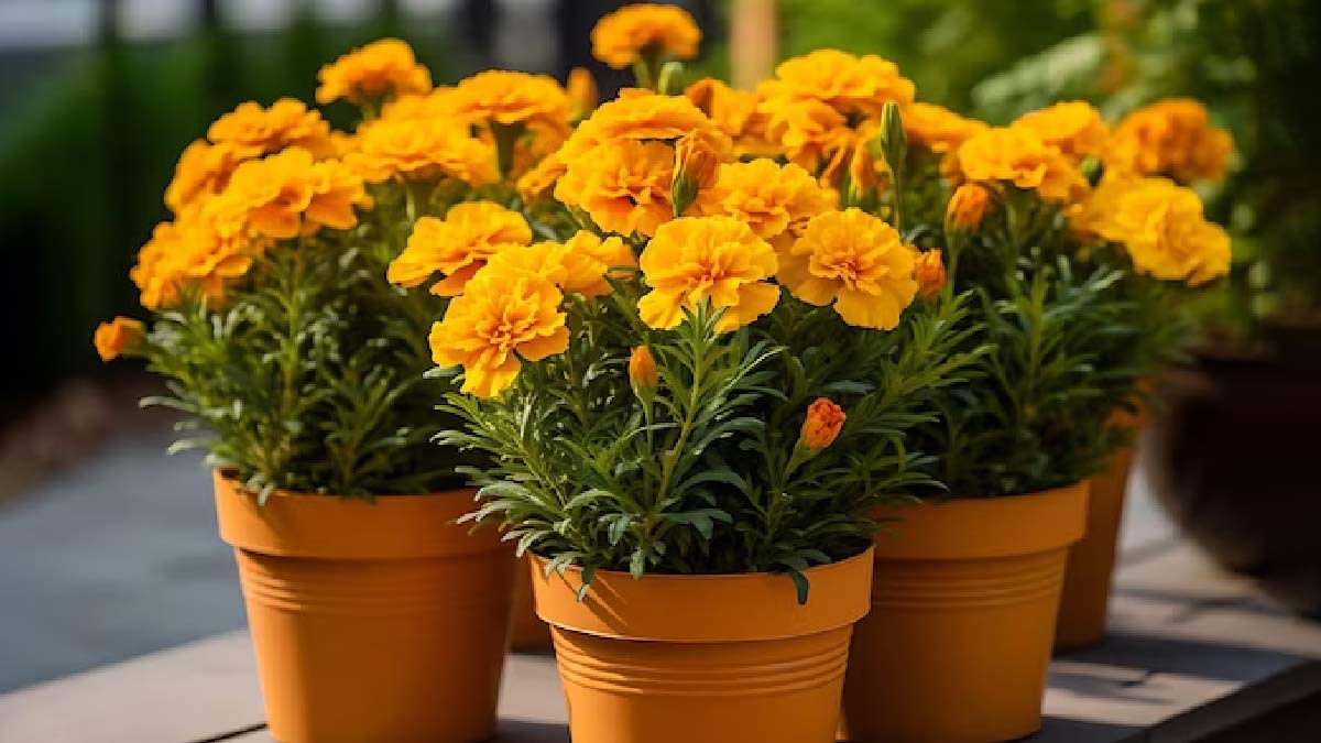 varieties of marigold in india