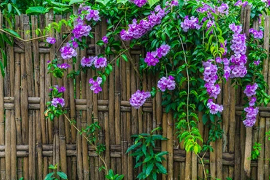 vine plant growth tips