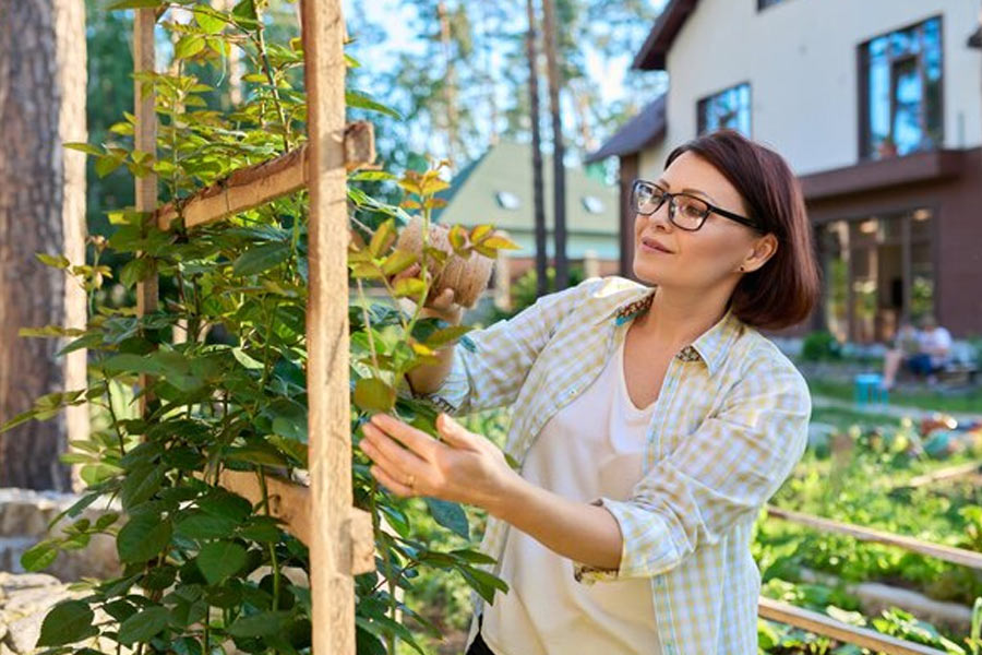 vine plants care hacks