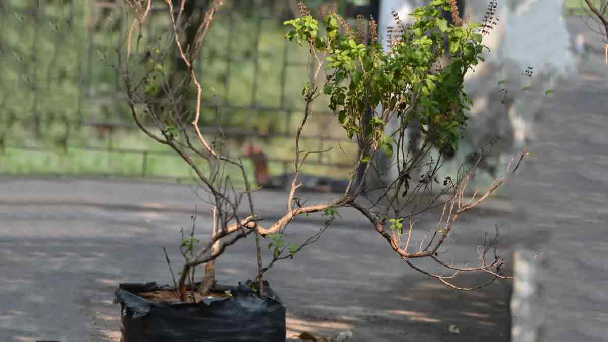 what are the benefits of wearing tulsi root in neck