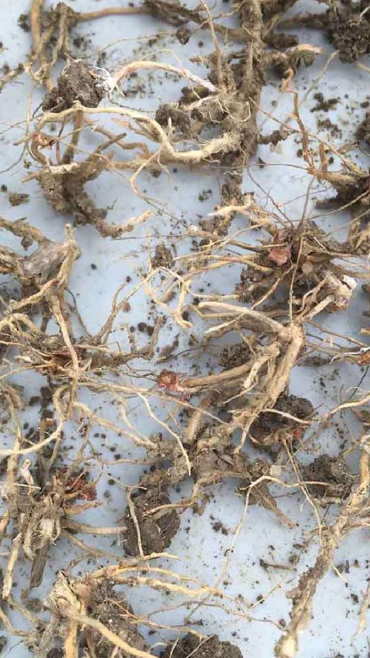 what happens if we wear tulsi root in neck