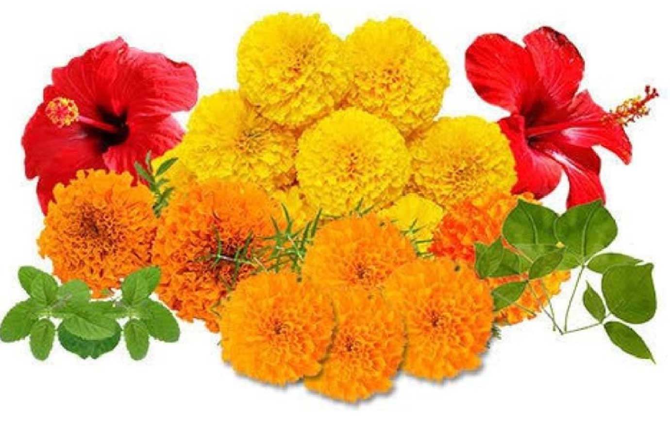 when we should pluck flowers for puja
