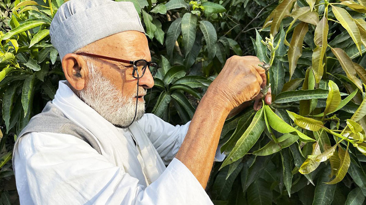 who is uttar pradesh mango man Haji Kalimullah Khan