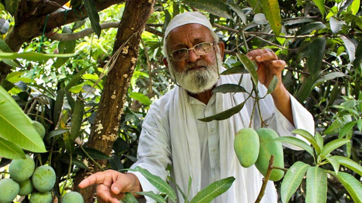 who is uttar pradesh mango man