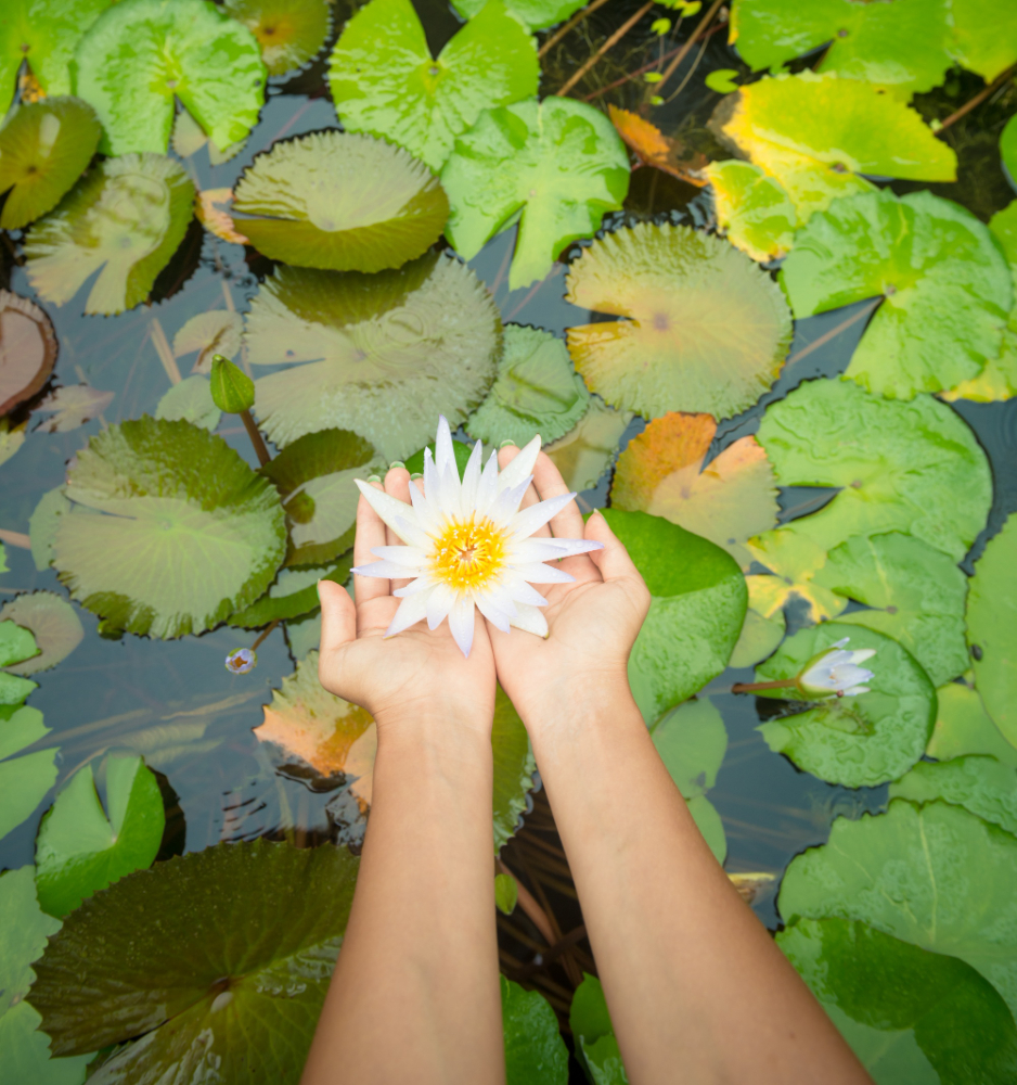 How long water lilies take to grow