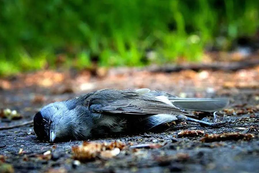 Jatinga Village image