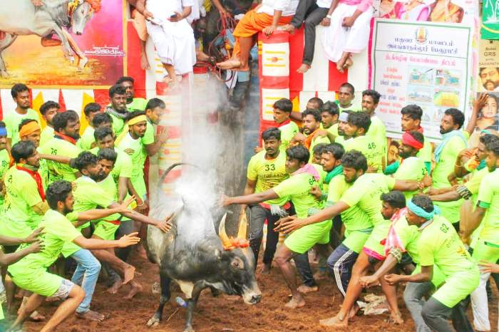 Mattu pongal history