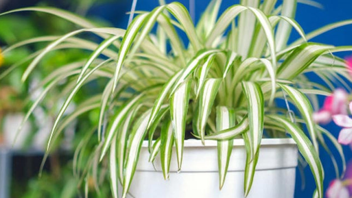 Spider Plant