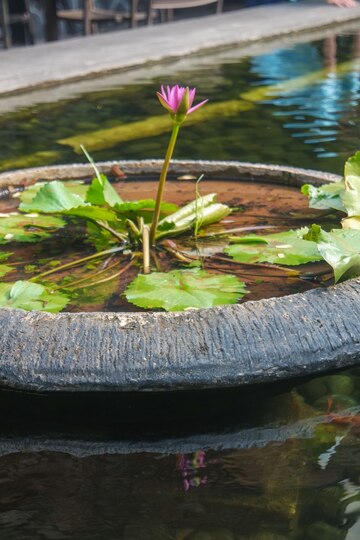 beautiful blooming red water lily lotus flower with green leaves pond bunga lily