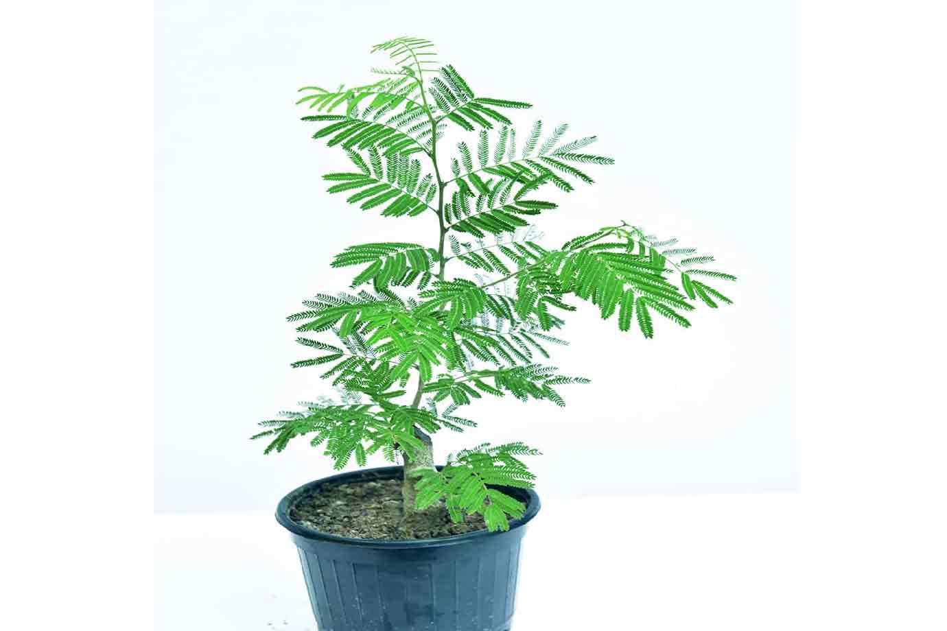 benefits of shami plant