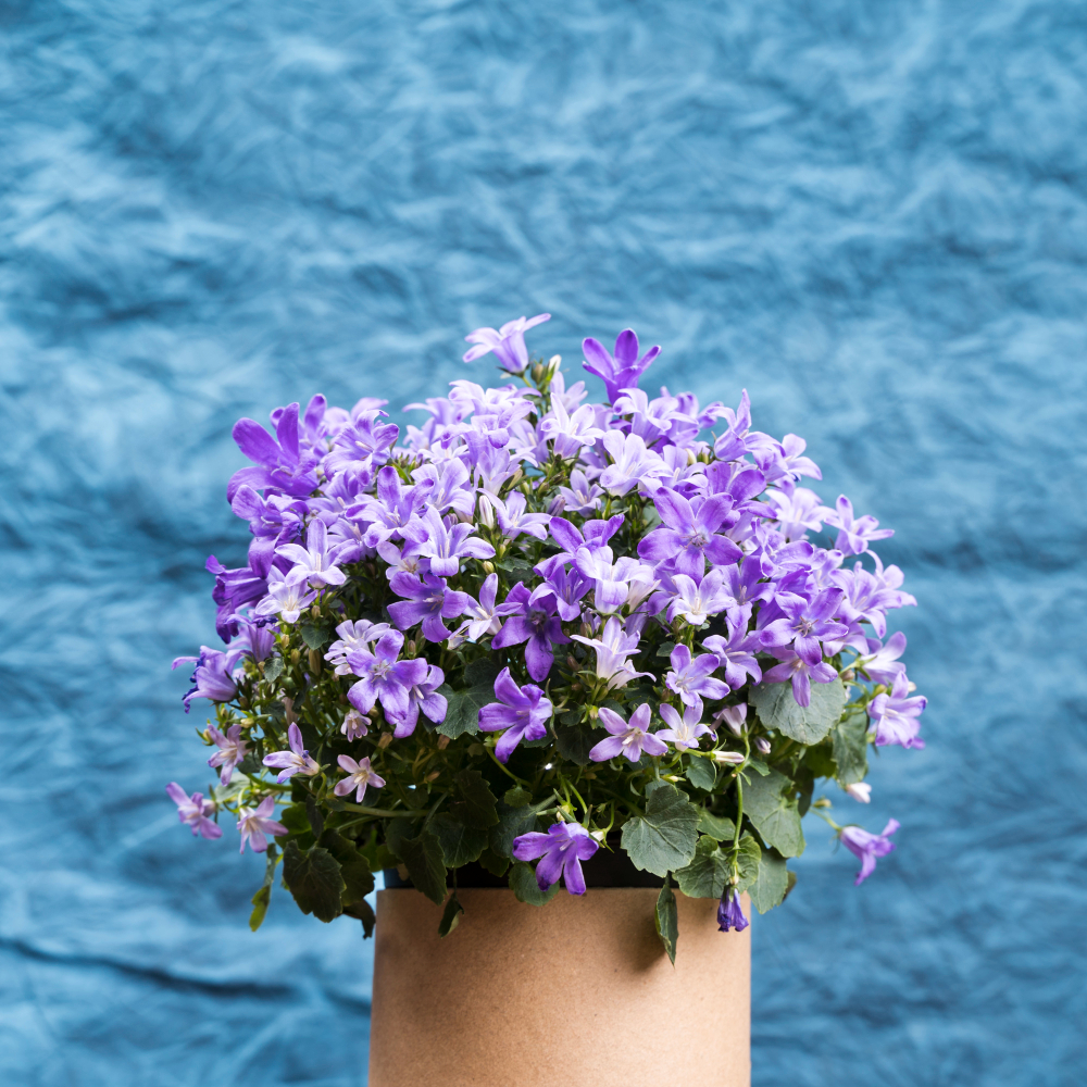 diy hacks to grow care heliotrope plant