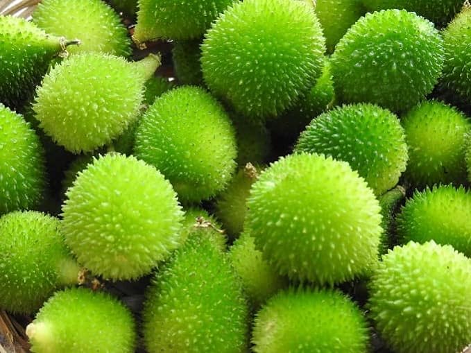 easy hacks grow a kantola plant on rooftop