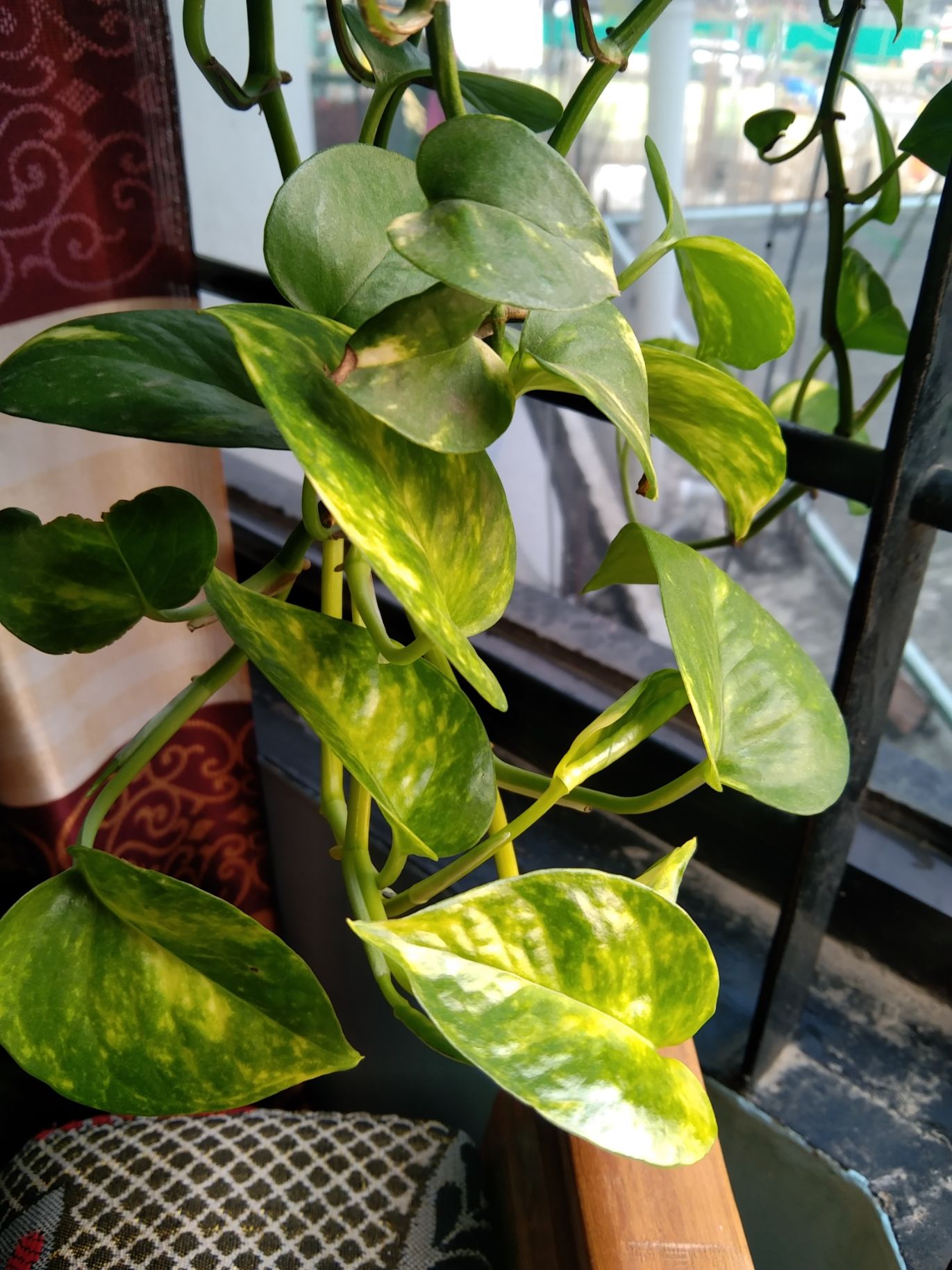 ghar mein kitne money plant laga sakte hain astro