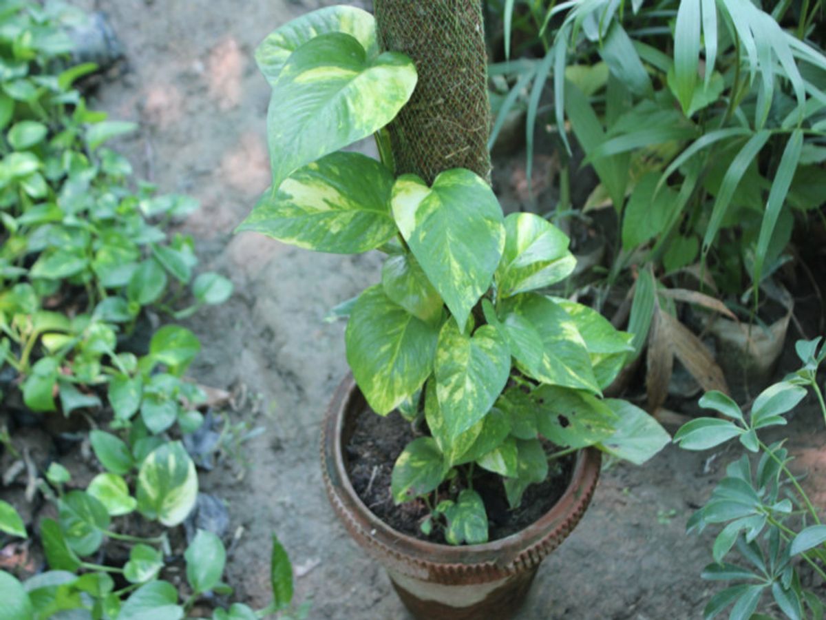 ghar mein kitne money plant lagane chahiye astro