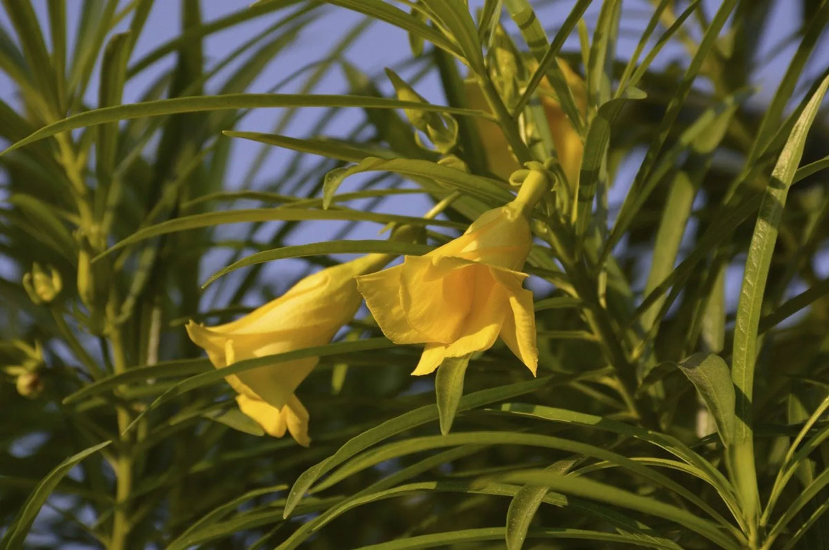 health benefits of Oleander flower