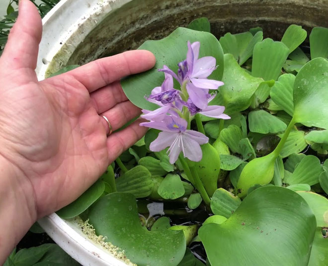 how to grow water lily home