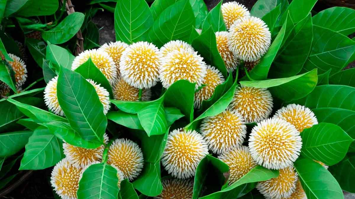 kya locker mein phool rakh skte hain