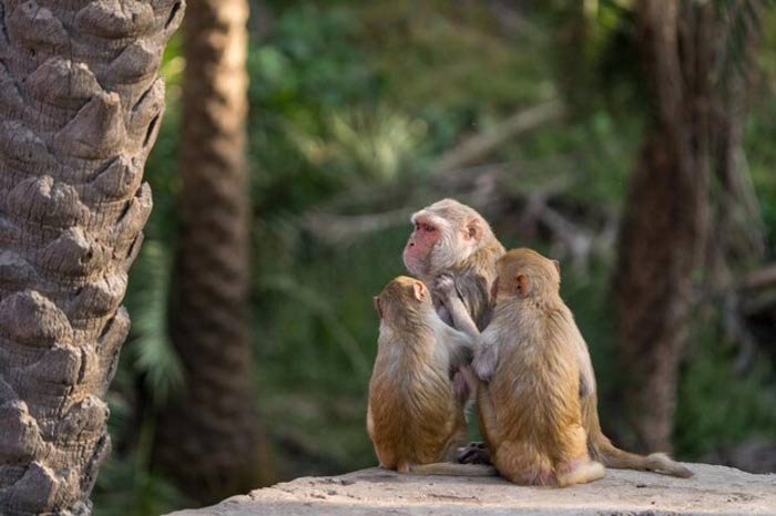 many monkeies in a dream