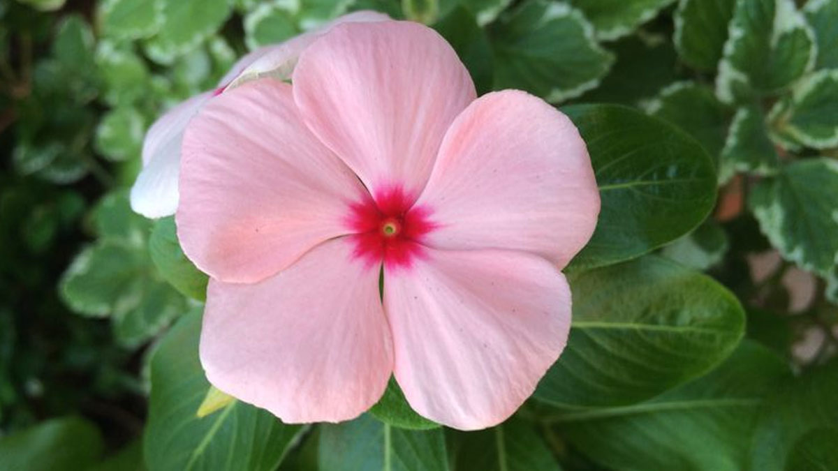 sadabahar health benefits and way to eat