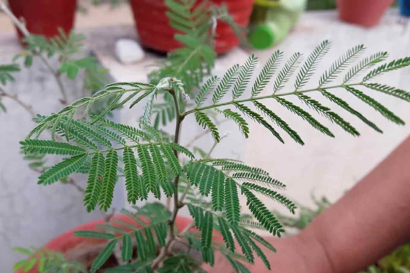 shami plant vastu tips