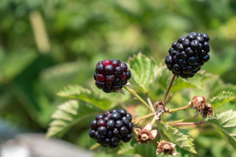 shrub Blackberry