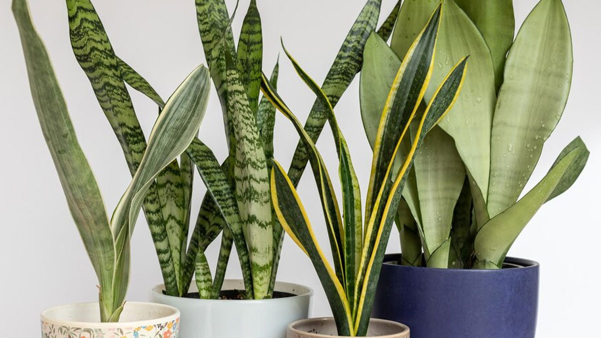 snake plant