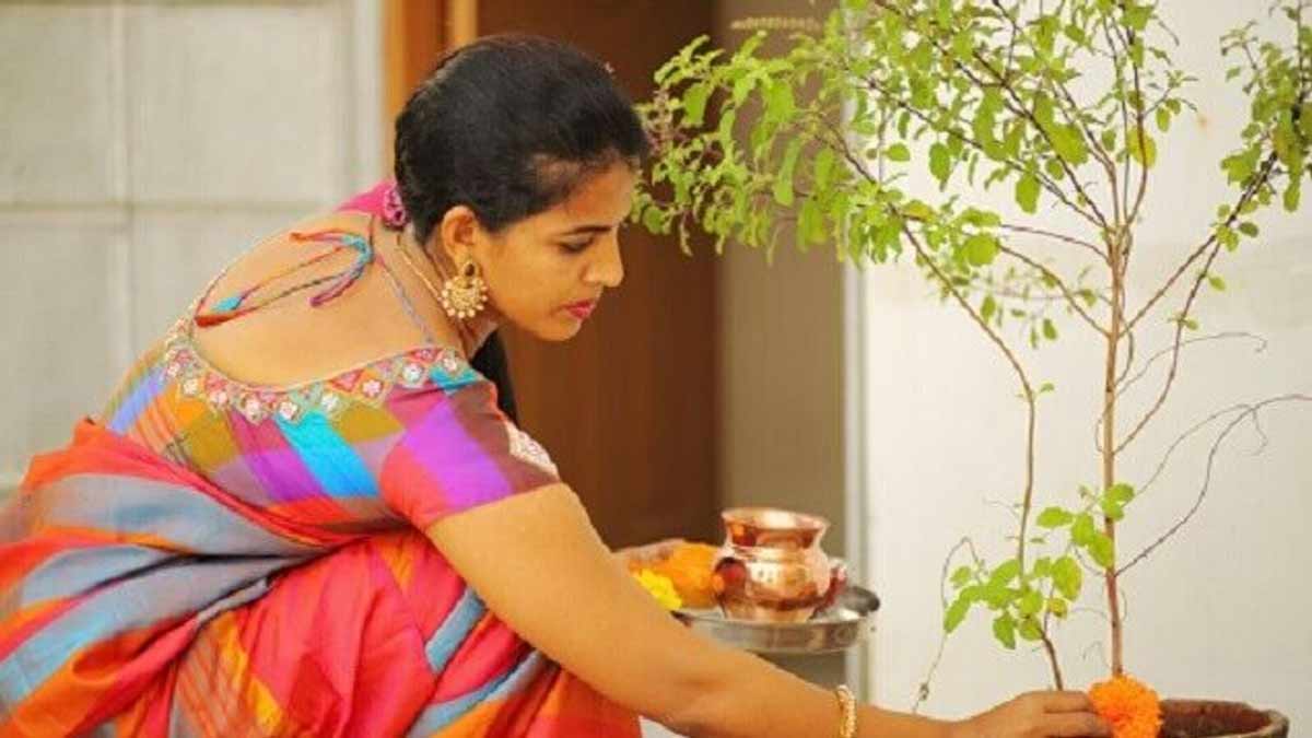when to worship tulsi plant