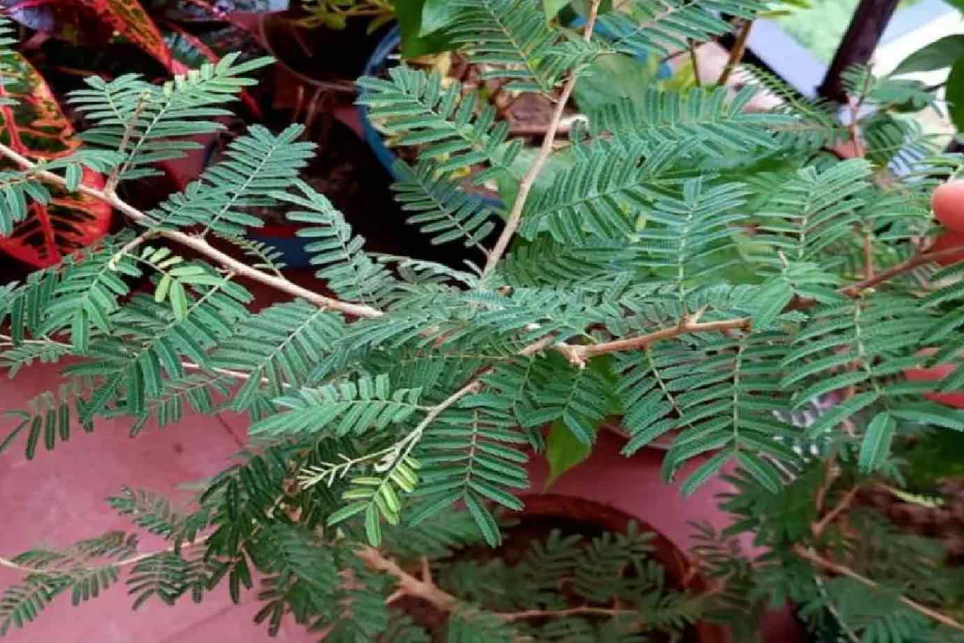 where to place shami plant