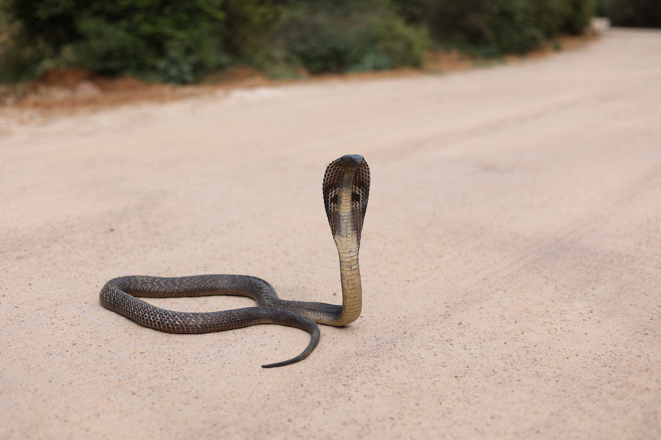 Delhi Nikhil Bisht Snake Cobra Snake Snake scaled