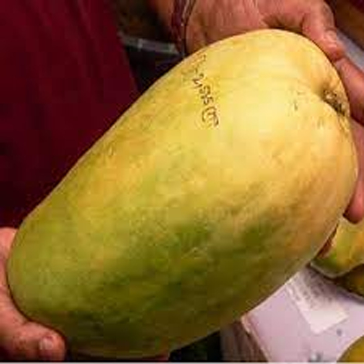 Alphonso mango Ratnagiri,