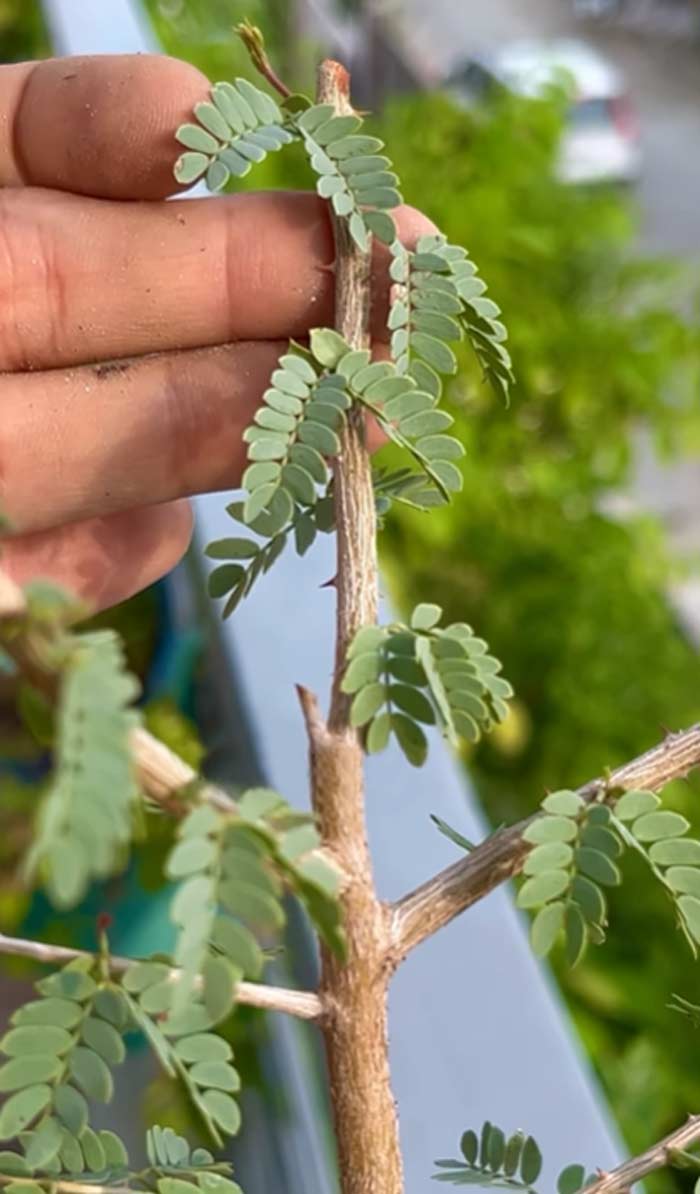 Characteristics of Shami tree