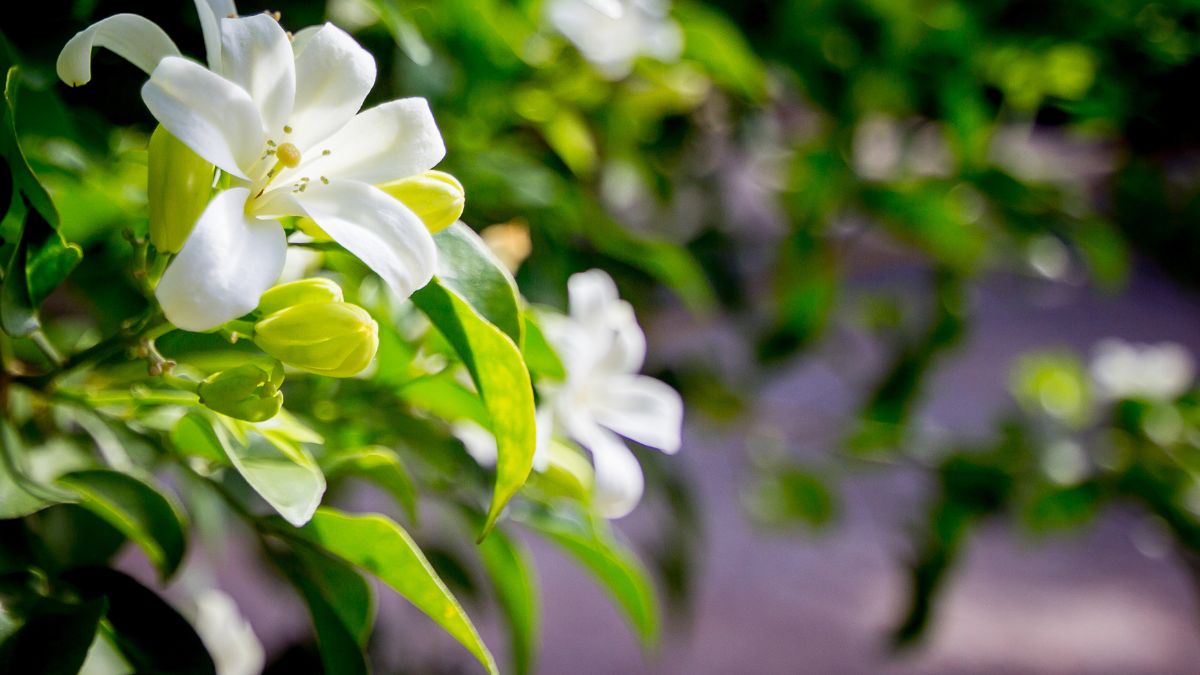 How Should You Keep Madhukamini Plant At Home As Per Vastu