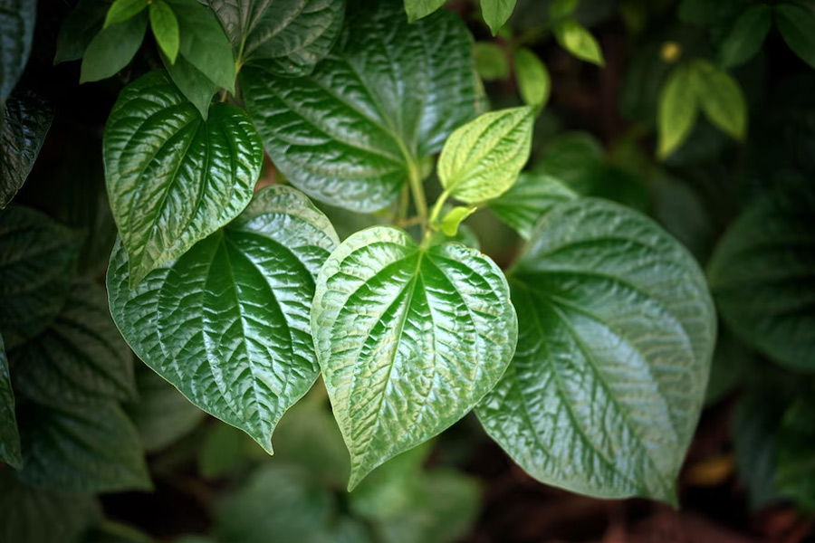 How to Grow Long Leaves on Betel Plant