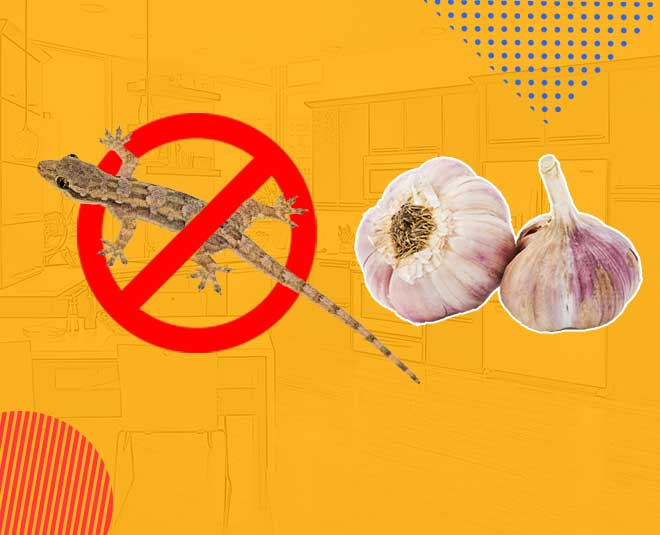 How to get rid lizard with garlic