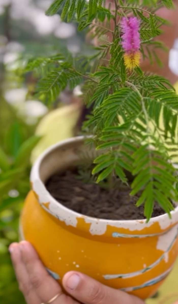 How to identify a Shami plant