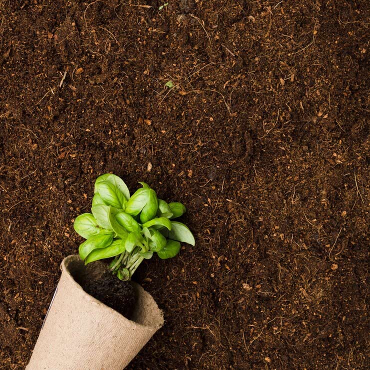 How to use sugar in your garden