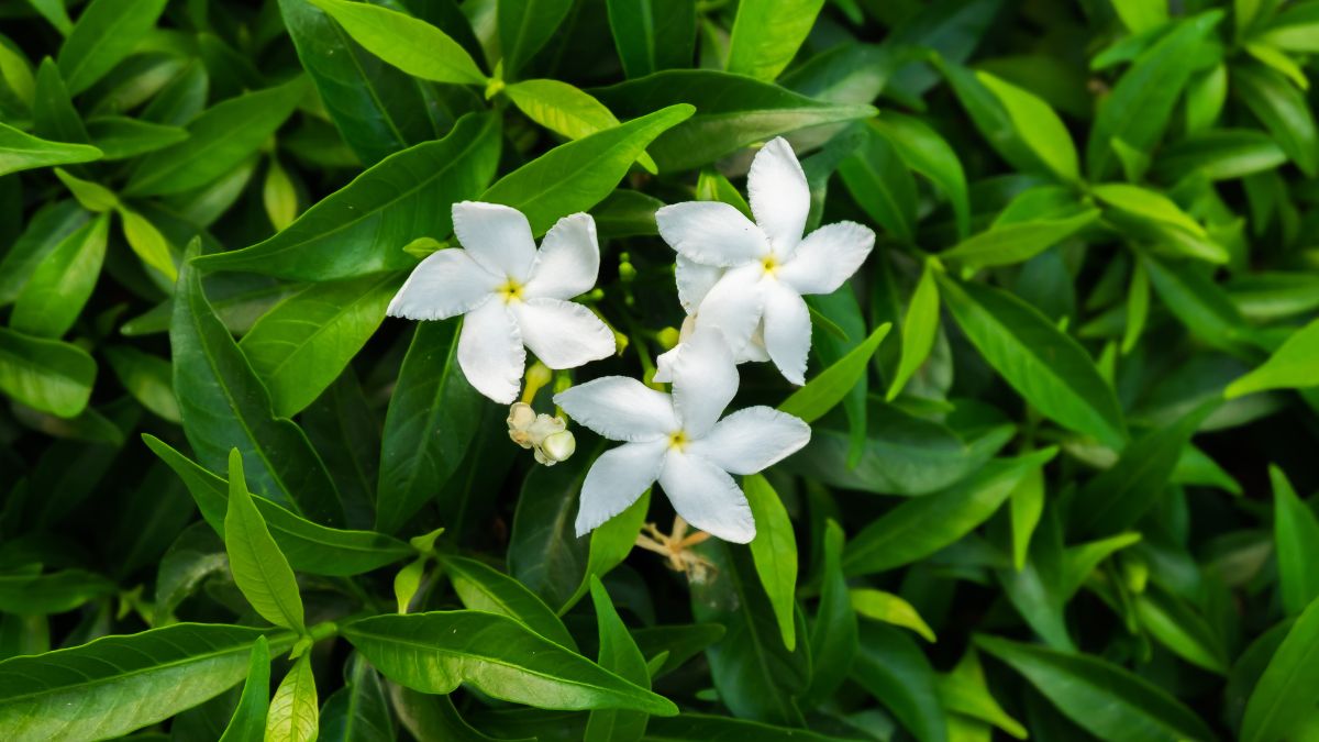 Should You Keep Madhukamini Plant At Home As Per Vastu