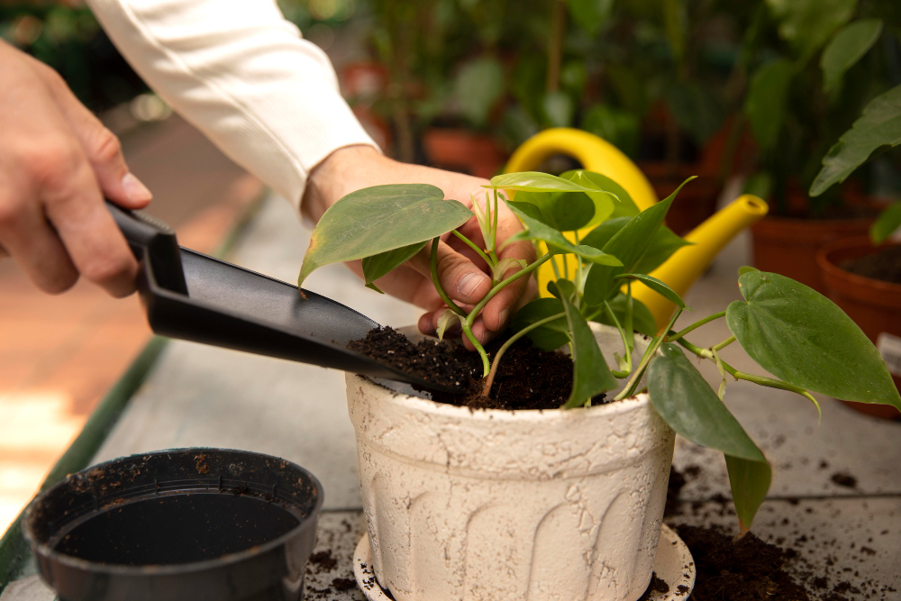 Take Care Your Plants During Monsoons, How to prepare your garden after the rain