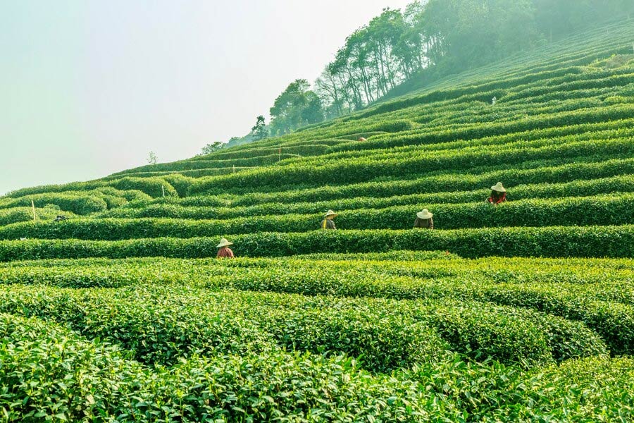 Tea Gardens