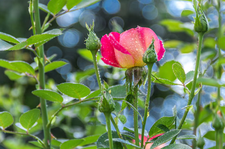 Tips To Care Rose Plant