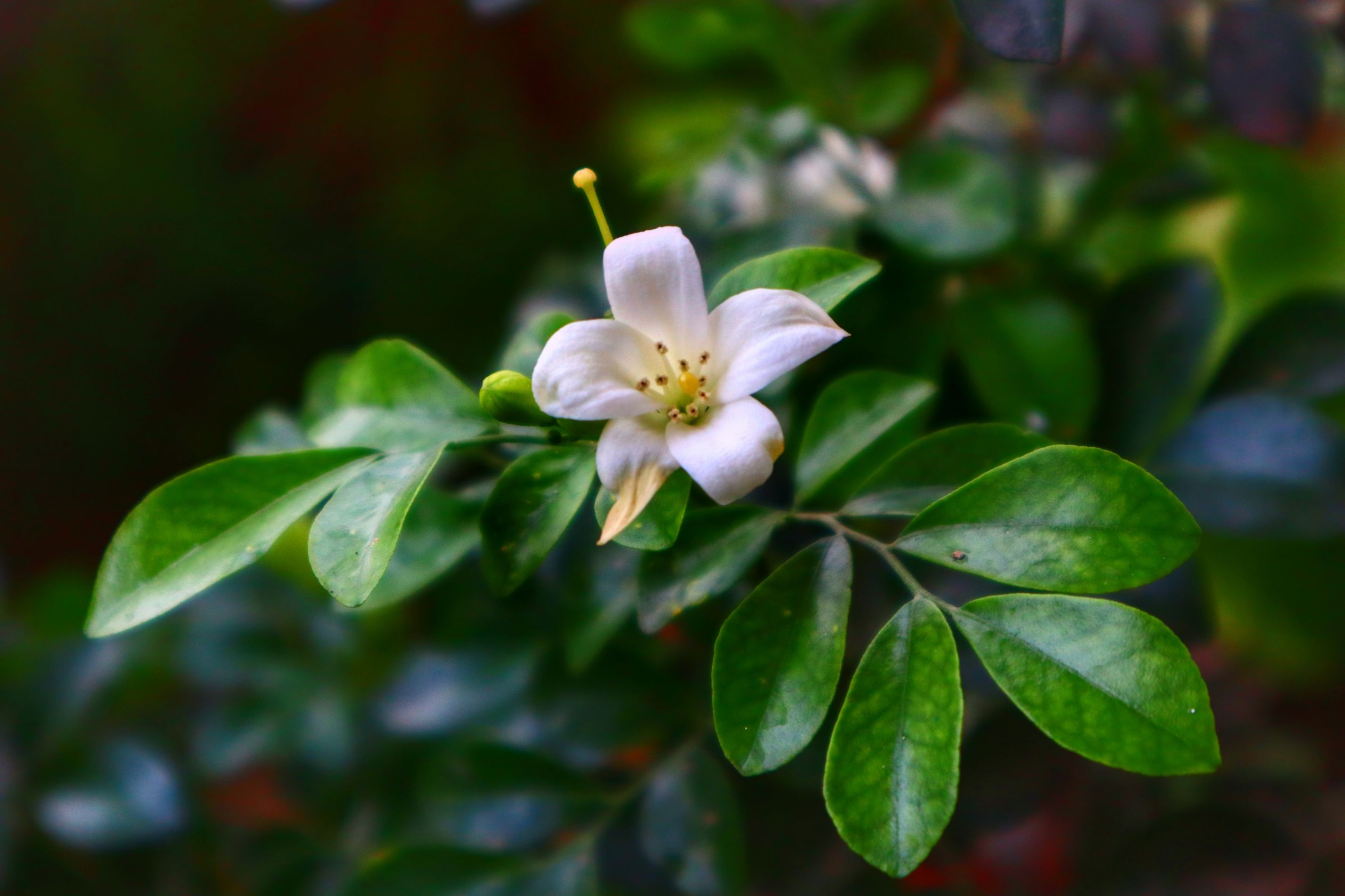 What are the benefits of orange jasmine leaves