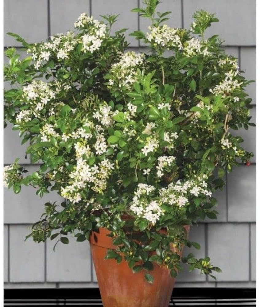 What is the benefit of Madhukamini plant