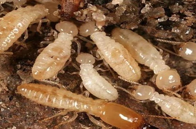 What is the best homemade termite killer
