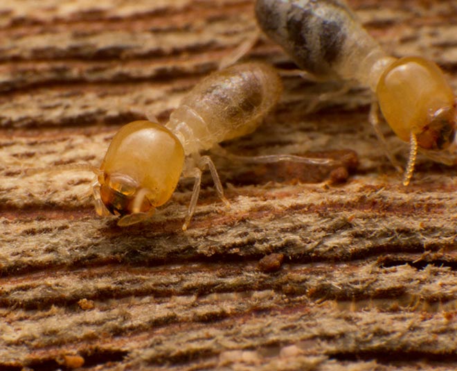 What is the best thing to kill termites
